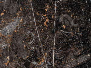 Fossil Brown 2cm Polished Marble Blk#473(3)