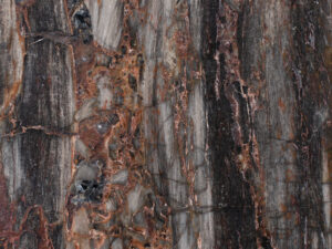 Petrified Wood Precious Stone Blk#4566(2)